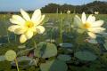 Tavirózsák - Nelumbo lutea amerikai lotos virág